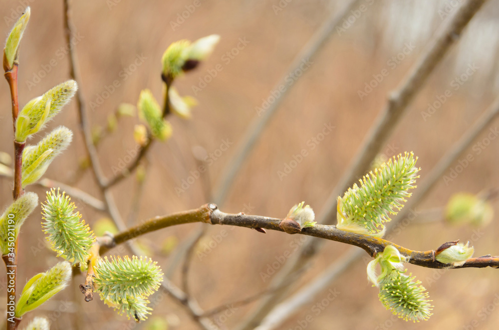 Blooming leaves from buds in spring. Young leaves of plants. Selective focus Blooming leaves from buds in spring. Young leaves of plants. Selective focus