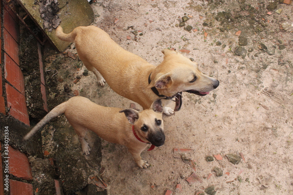 Portrait of funny dogs playing in free space. Portrait of funny dogs playing in free space.