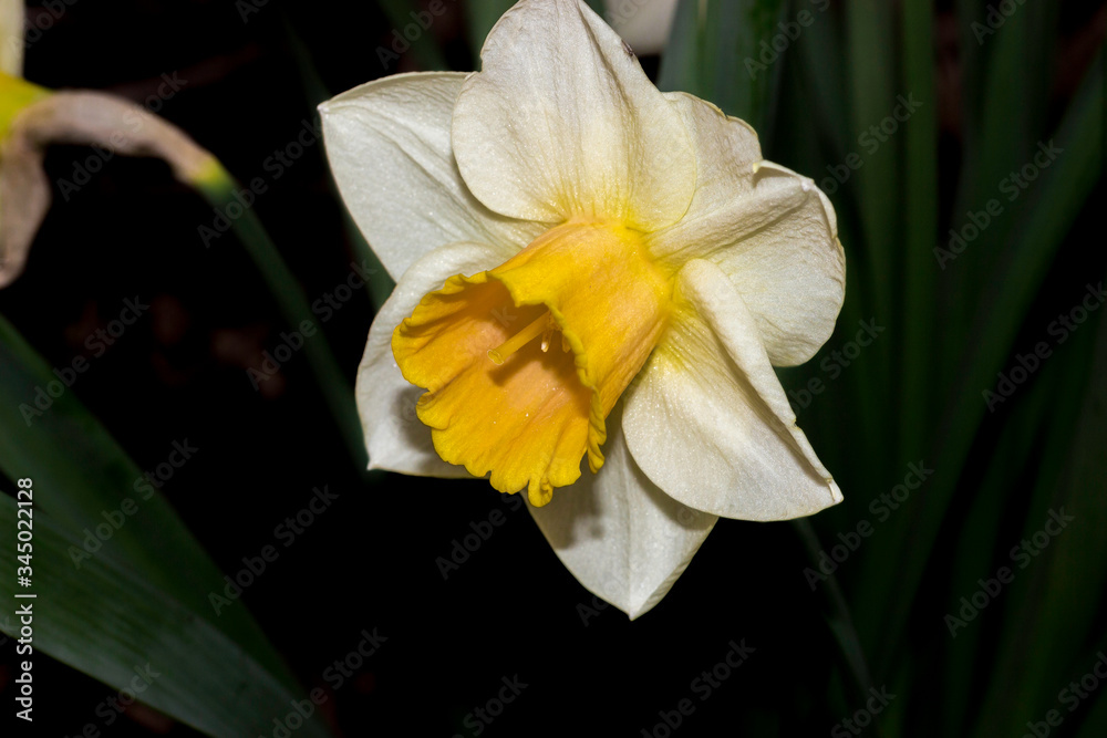Fototapeta premium Nature Backdrop