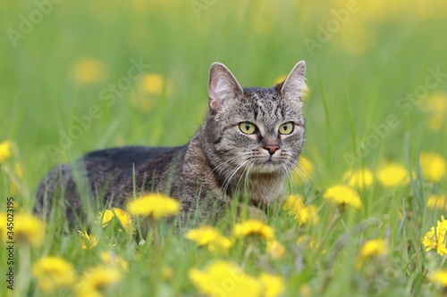 Beautiful tabby cat in the blooming meadow. Felis silvestris catus. beautiful european cat in the grass