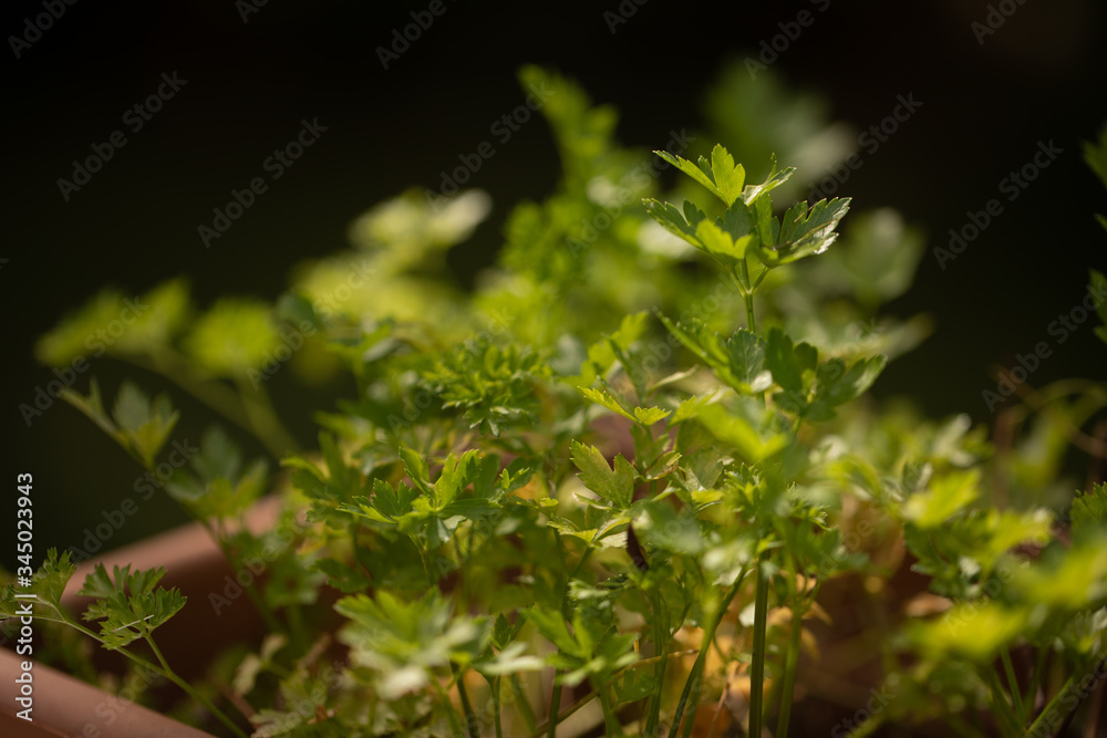 Parsley growing in the garden Parsley growing in the garden
