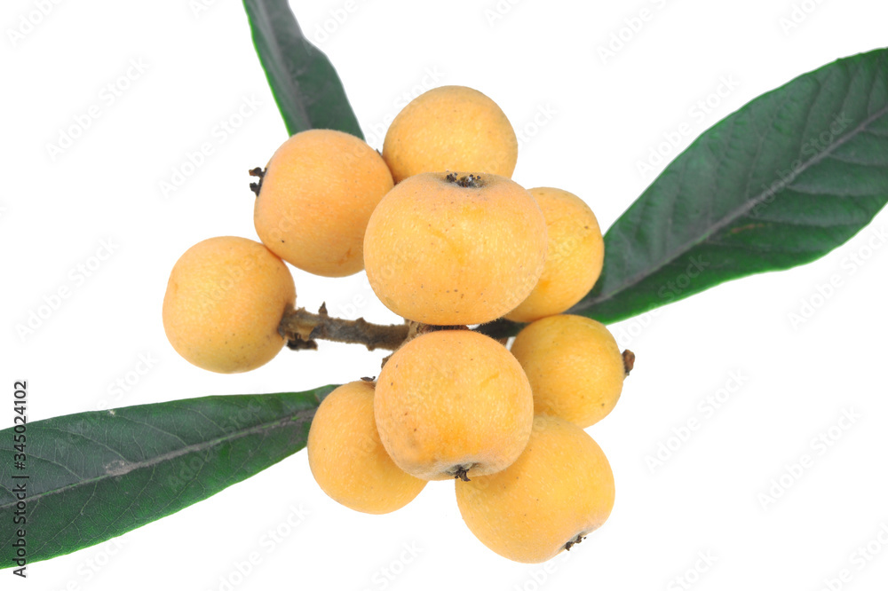 a bunch of loquat isolated on white background a bunch of loquat isolated on white background