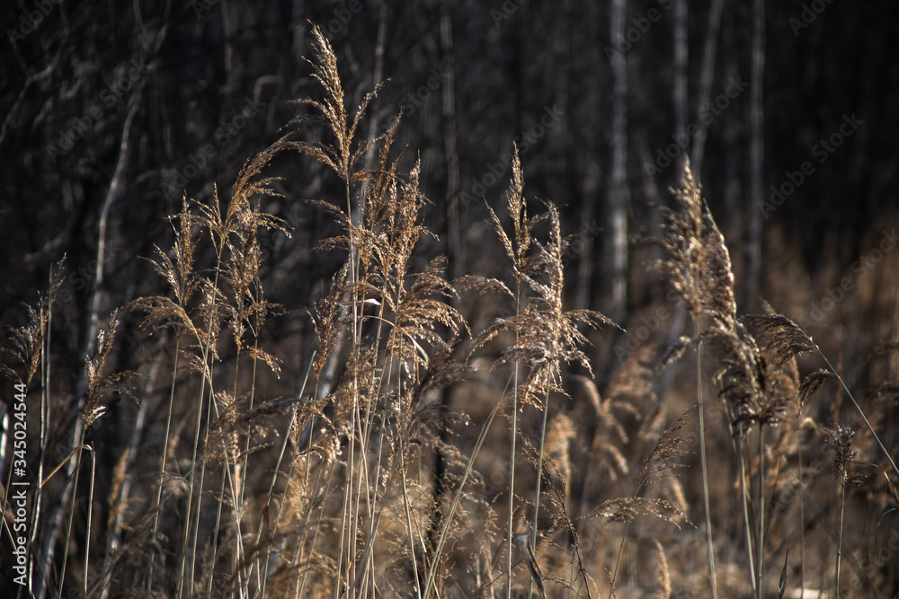 Fototapeta premium dry grass in the winter forest
