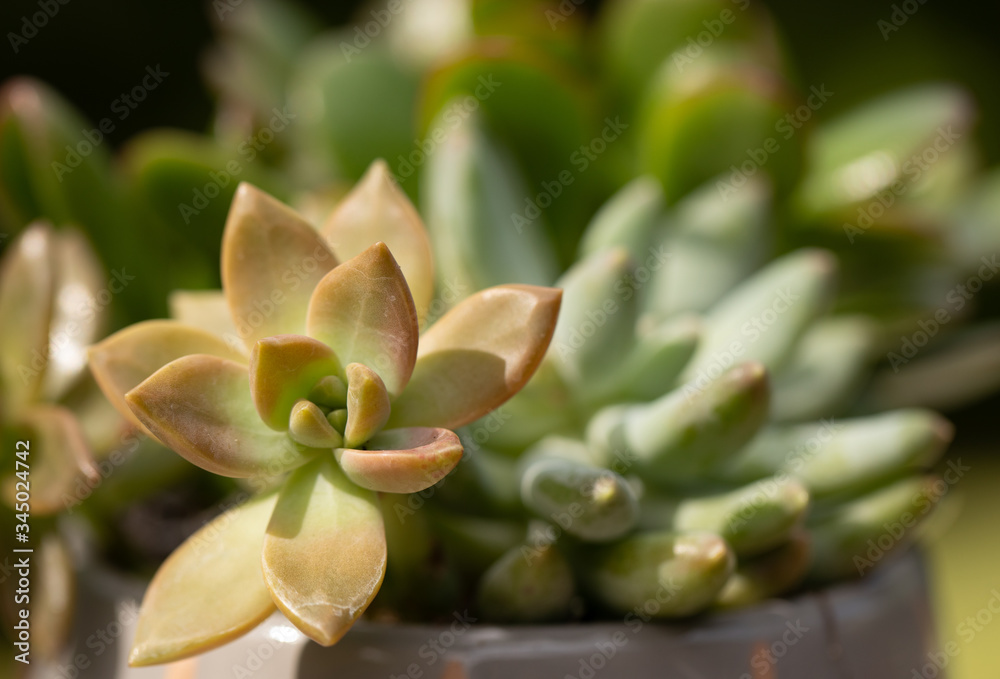 Succulents growing the home garden