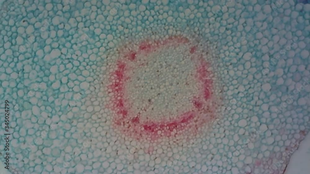 Microscope Plants Radicle 1200x