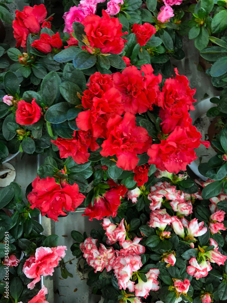 photo of home tropical plants and flowers photo of home tropical plants and flowers