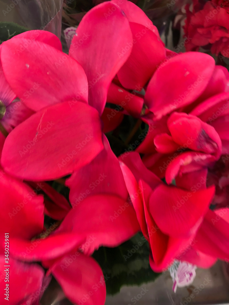 Obraz premium photo of home tropical plants and flowers