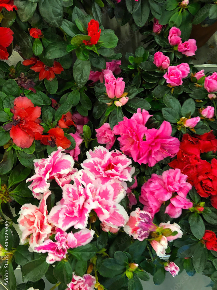 photo of home tropical plants and flowers photo of home tropical plants and flowers