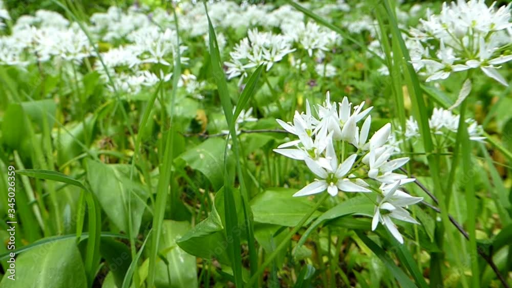 Flower of wild garlic in spring in Germany Flower of wild garlic in spring in Germany