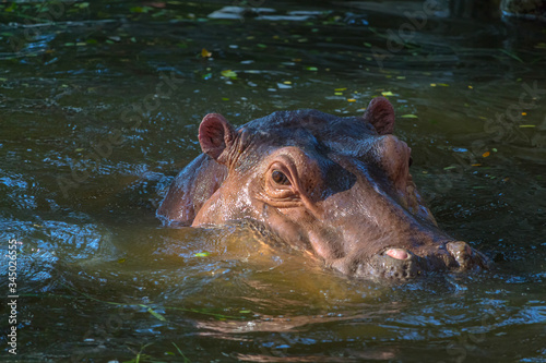 hippopotamus floating in water with dim atmosphere