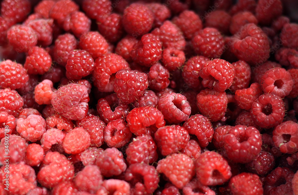 Red ripe raspberries. A lot of beautiful red berries. Close-up.