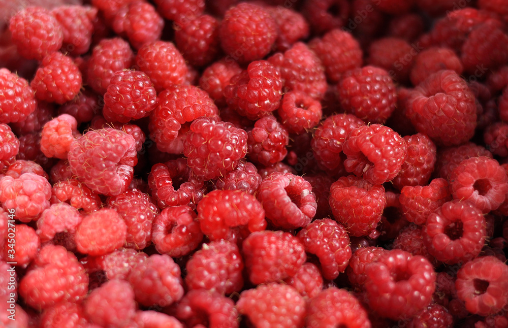 Red ripe raspberries. A lot of beautiful red berries. Close-up. Red ripe raspberries. A lot of beautiful red berries. Close-up.