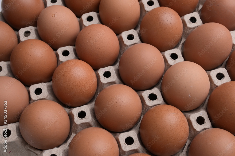 fresh organic egg in paper panel of consume industry fresh organic egg in paper panel of consume industry