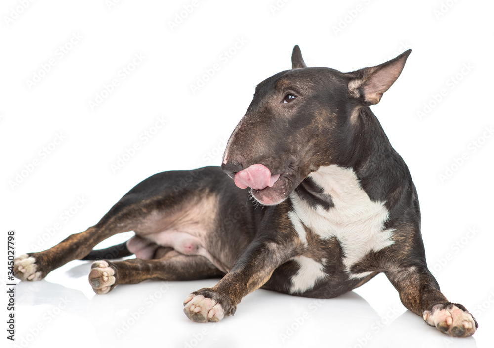 Miniature bull terrier dog is licking his lips. isolated on white background