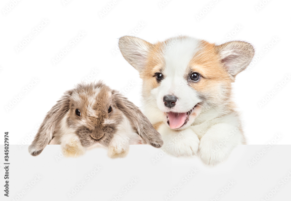 Obraz premium Corgi puppy and rabbit looks above empty white banner. isolated on white background