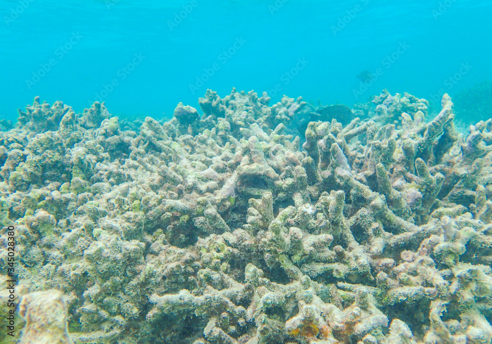 Fototapeta premium Dead coral fragments in the blue ocean