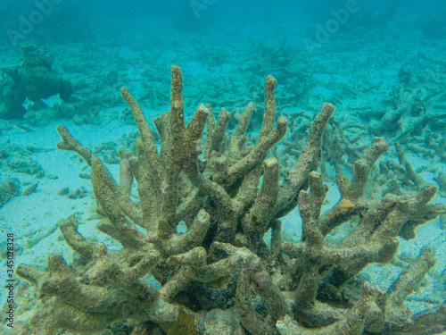 Dead branching coral in the coral reefs 