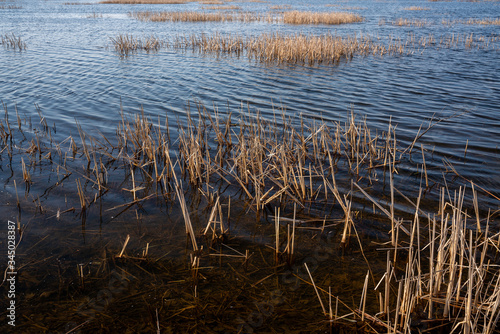 Waterfront Landscape with river reed in the water