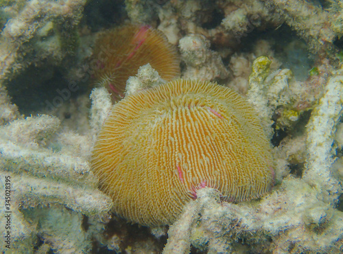 Closed up to the polyp of mushroom coral, Fungia