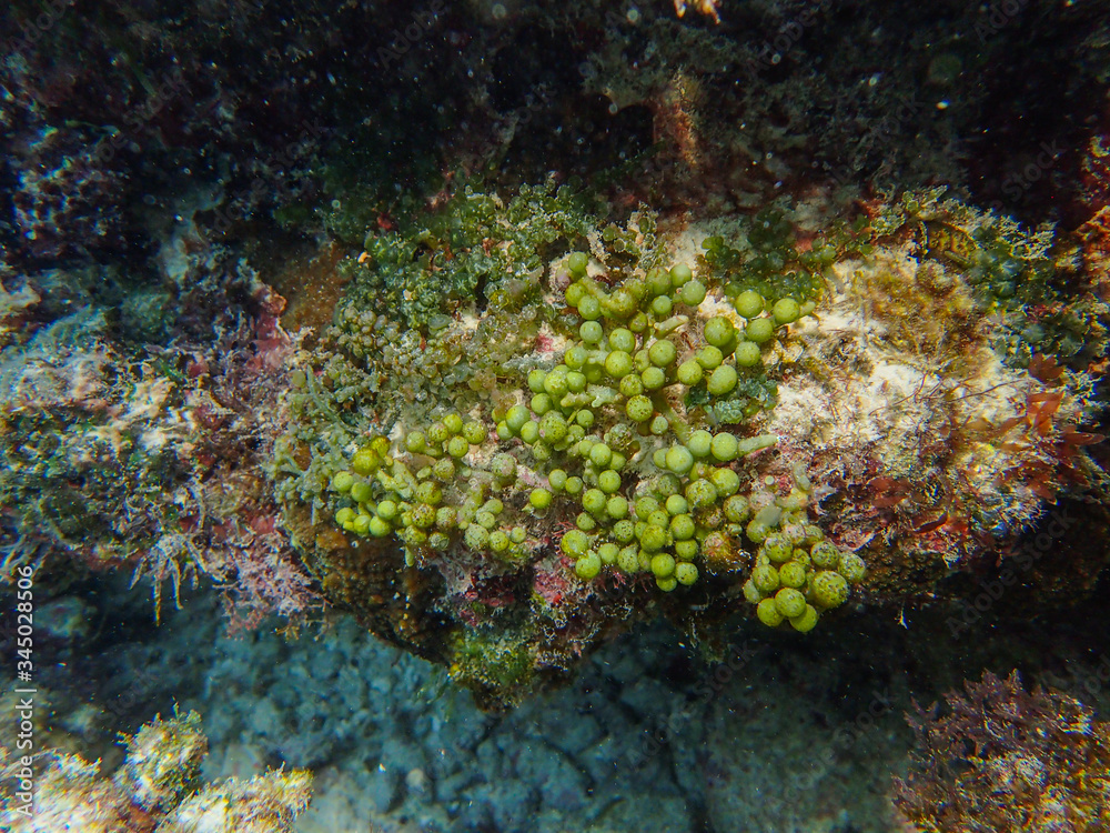 Sea grapes is a green algae (Caulerpa racemosa) Sea grapes is a green algae (Caulerpa racemosa)