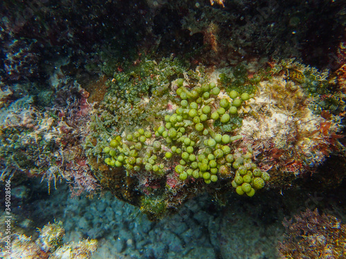 Sea grapes is a green algae  Caulerpa racemosa 