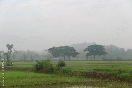 Fotografie ricefield on the countryside in Indonesia