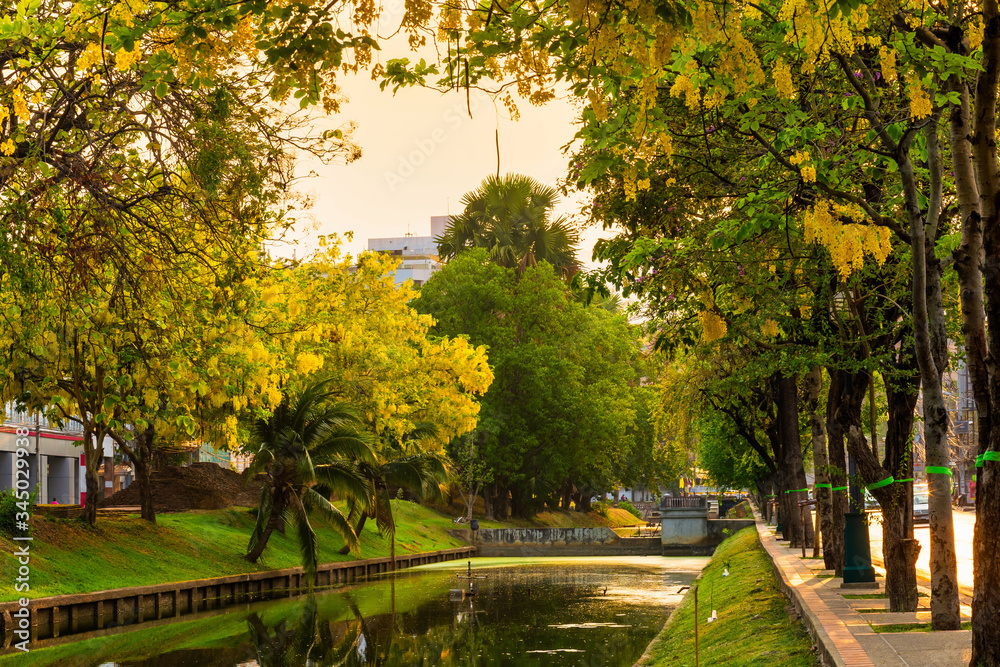 Beautiful Yellow Cassia fistula(Golden shower tree) blossom blooming on tree around the wall of moat in Chiang Mai Northern Thailand. Travels in Southeast Asia.