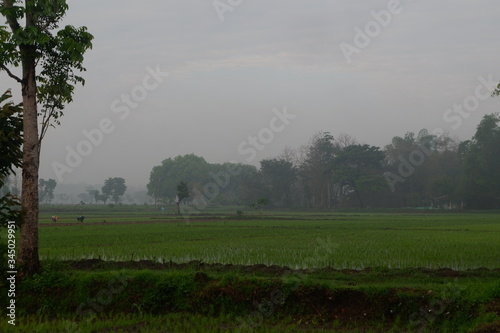 Obraz na plátně ricefield on the countryside in Indonesia