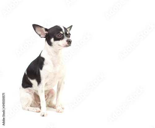 black and white puppy chihuahua short hair on white background © Anannapa
