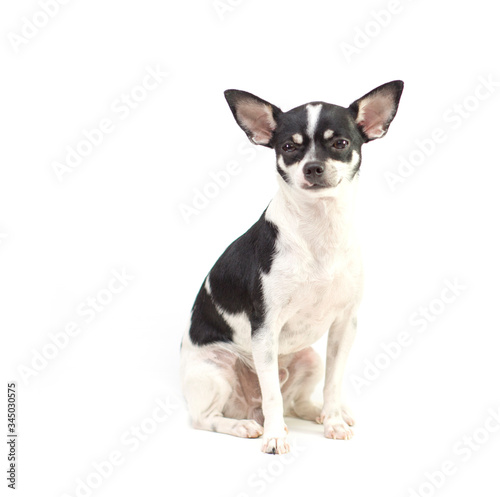 black and white puppy chihuahua short hair on white background
