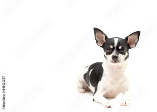 black and white puppy chihuahua short hair on white background