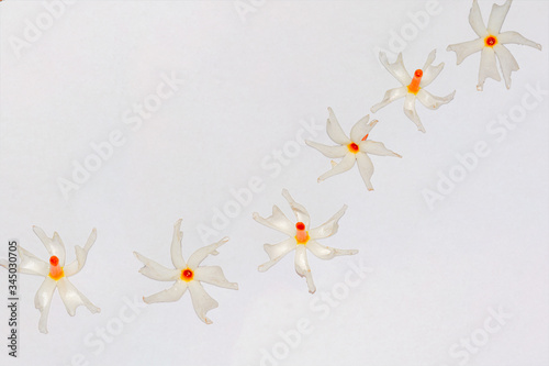 Shiuli flowers or night-flowering jasmine on white background