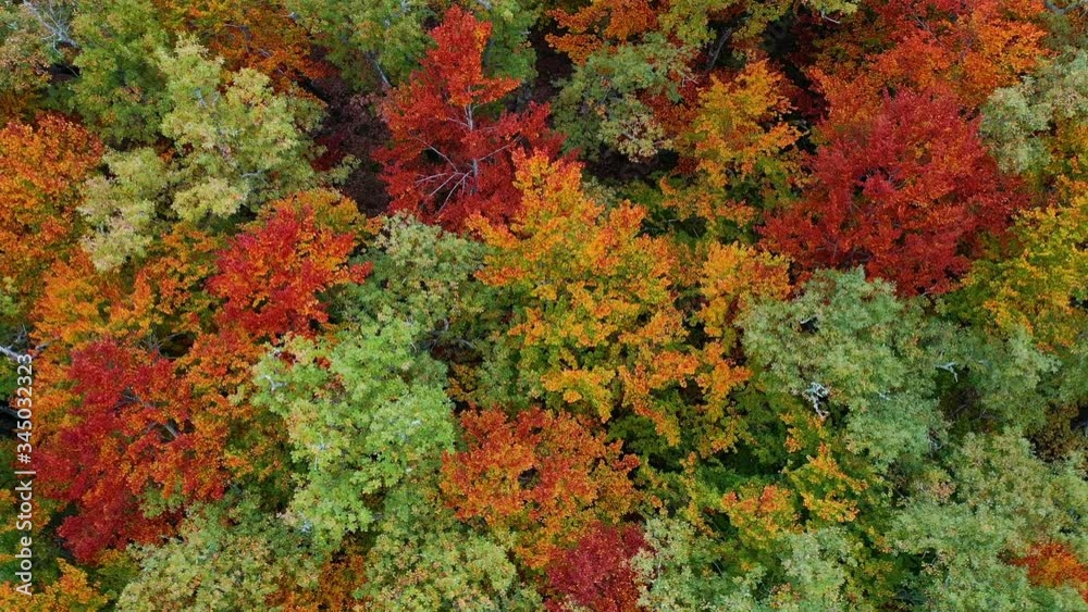 Aerial view of deciduous forest in autumn at the Monastery of Valvanera, La Rioja, Spain, Europe Aerial view of deciduous forest in autumn at the Monastery of Valvanera, La Rioja, Spain, Europe