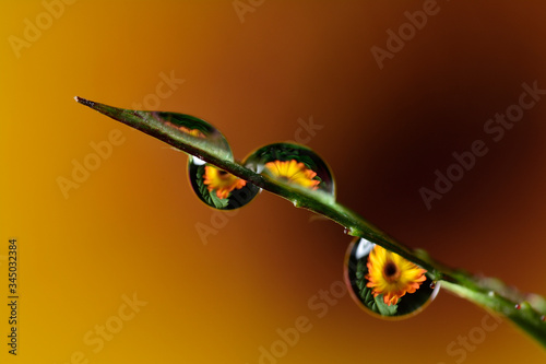 Gentle reflection on the water droplets macro photo