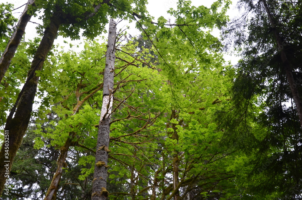 Fototapeta premium tree in the forest