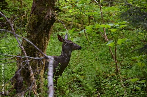 A close-up on a deer roaming through the Washington Rainforest, with vibrant green colors. © Kyle wheelan