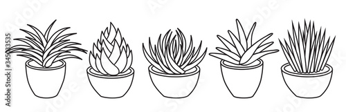 Vector illustration of a set of different succulents and cacti. Big set for background, packaging paper, stickers for children