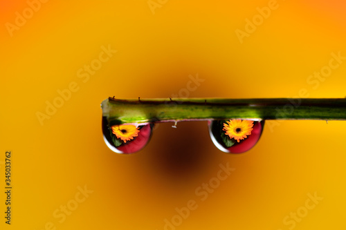 Gentle reflection on the water droplets macro photo