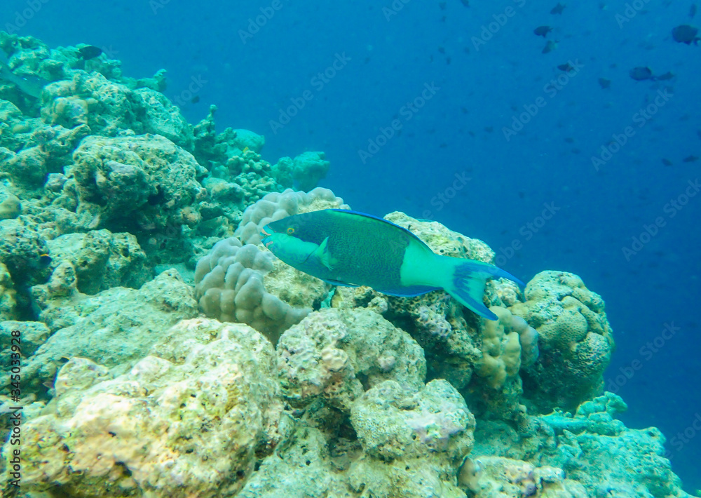 Obraz premium Colourful parrotfish in the coral reef