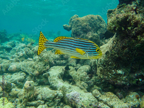 Oriental sweetlips fish in the coral reef