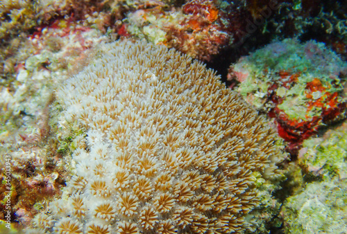 Closed up to polyp Galaxea coral species under the deep blue sea
