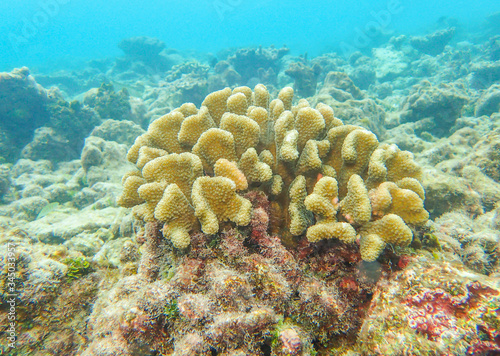 Cauliflower coral, Pocillopora species under the deep blue sea