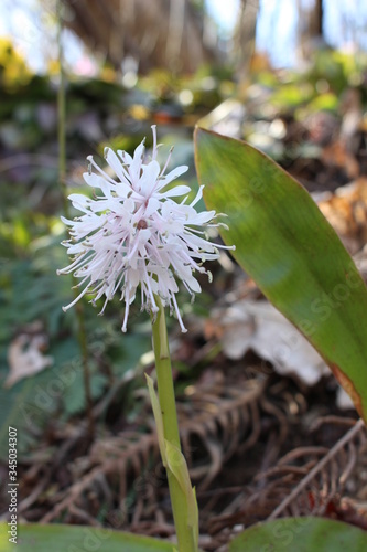 日本の山に自生しているショウジョウバカマ（Heloniopsis orientalis） photo