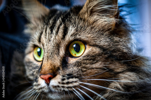 Big beautiful bengal cat, head closeup