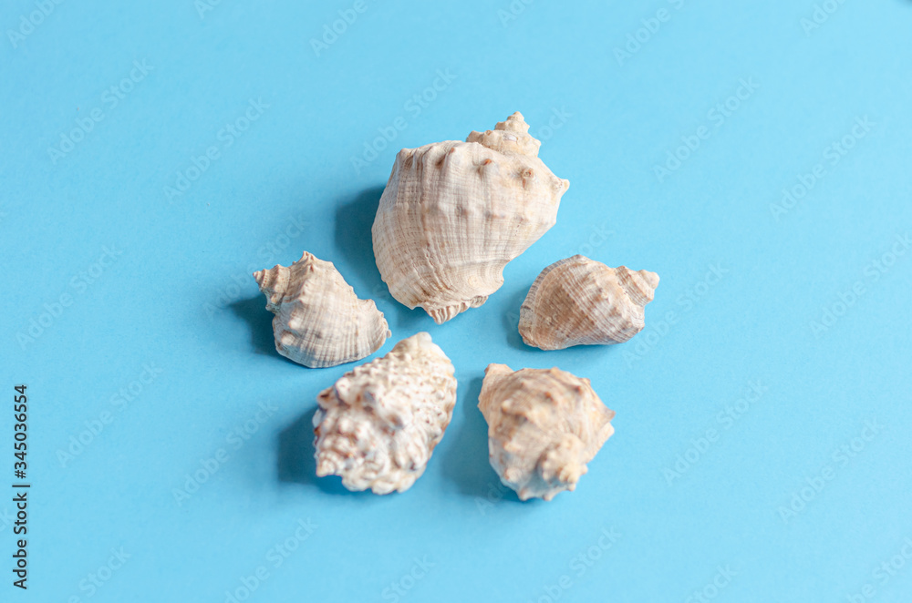 Sea shells on a pastel blue background. Summer concept, tourism, flat lay, copy space, top view. Sea shells on a pastel blue background. Summer concept, tourism, flat lay, copy space, top view.