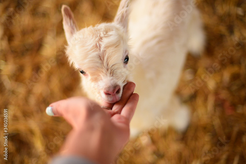 small white furry goat goatling on the eco farm,village, in hand, козленок коза пушистая маленькая на эко ферма деревня, белая , в руке , нос ,глаза, eye,nose.