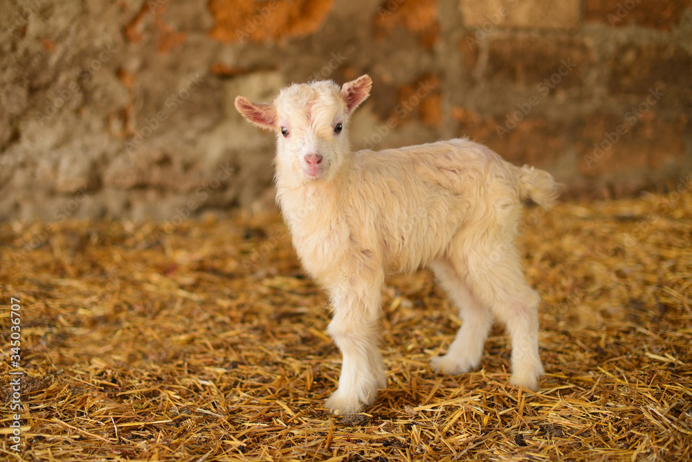 small white furry goat goatling on the eco farm,village, козленок коза пушистая маленькая на эко ферма деревня, белая. small white furry goat goatling on the eco farm,village, козленок коза пушистая маленькая на эко ферма деревня, белая.