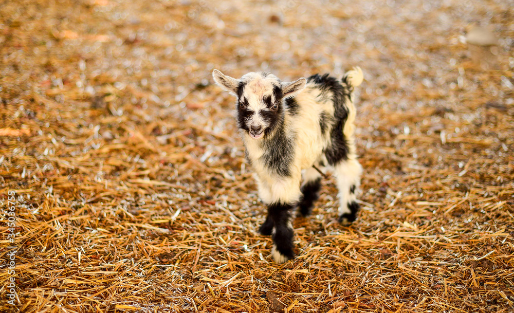 Obraz premium small furry black and white goat goatling on the eco farm.,village ,козленок коза пушистая маленькая на эко ферма деревня.