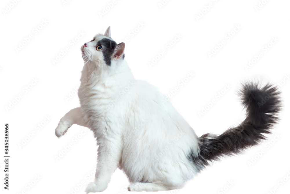 a white longhair cat raised its paw against a white background