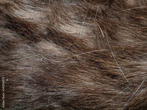Fotótapéta bad hair of a Siamese cat with dandruff close up